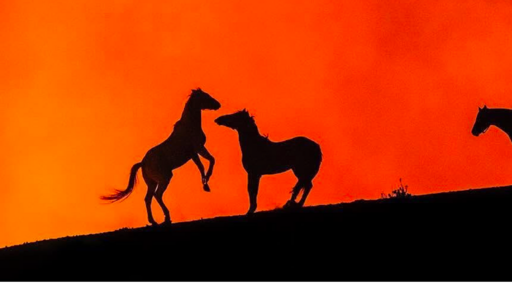 Horses & Wildfires: a quick guide on how to support their recovery