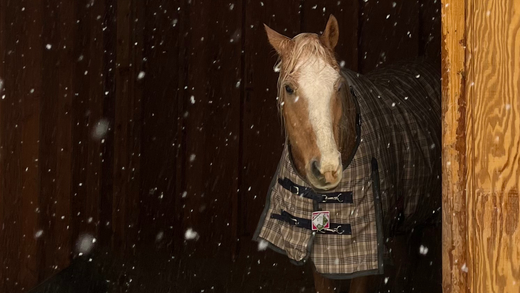 Rescue Horses 101: Understanding Horse Quarantine and Strangles for New Equine Caretakers